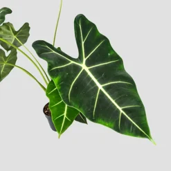 Alocasia Frydek -Plants Sales Store 20220224 140848 PhotoRoom