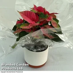 Princettia® 'Pink' - Gift -Plants Sales Store 3141