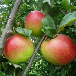 Apple 'Annie Elizabeth' (Organic)