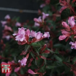 Abelia 'Edward Goucher' -Plants Sales Store ABEL T66045 C