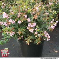 Abelia 'Edward Goucher' -Plants Sales Store ABEL T66045 P