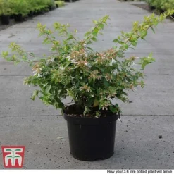 Abelia X Grandiflora 'Francis Mason' -Plants Sales Store ABEL T66046 P