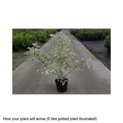 Acer Negundo 'Flamingo' -Plants Sales Store ACER T68234 B h