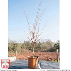 Acer Palmatum 'Sango-kaku' -Plants Sales Store ACER T68240 L