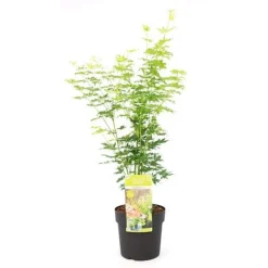 Acer Palmatum 'Going Green®' 11 Acer Palmatum 'Going Green®' -Plants Sales Store ACER T72069 A1