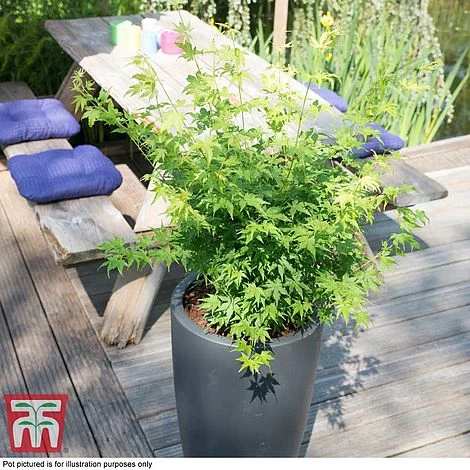 Acer Palmatum 'Going Green®' 2 Acer Palmatum 'Going Green®' - Image 2