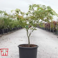 Acer Japonicum 'Aconitifolium' 7 Acer Japonicum 'Aconitifolium' -Plants Sales Store ACER TKA3062 A