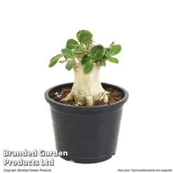 Adenium 'Ansu Baobab' -Plants Sales Store ADEN BAOBA15CM T49835
