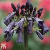 Agapanthus 'Black Magic'
