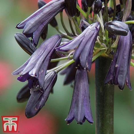 Agapanthus 'Black Magic' 2 Agapanthus 'Black Magic' - Image 2