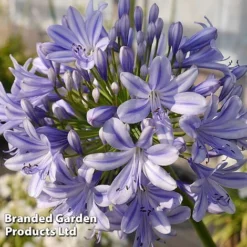 Agapanthus 'Full Moon' -Plants Sales Store AGAP FULLMOON S19456