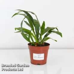 Aglaomorpha Coronans -Plants Sales Store AGLA CORON12CM T43904