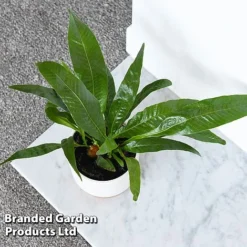 Aglaomorpha Coronans -Plants Sales Store AGLA CORONANS T43909