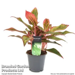 Aglaonema 'Crete' 9 Aglaonema 'Crete' -Plants Sales Store AGLA CRETE12CM T50173