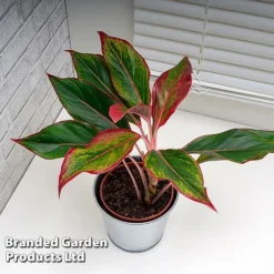 Aglaonema 'Crete' 8 Aglaonema 'Crete' -Plants Sales Store AGLA CRETE W48793