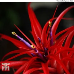 Air Plant Variety Collection -Plants Sales Store AIR KB3490 C1