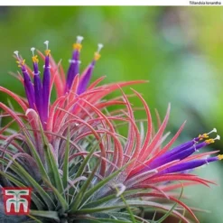 Air Plant Variety Collection -Plants Sales Store AIR KB3490 D2