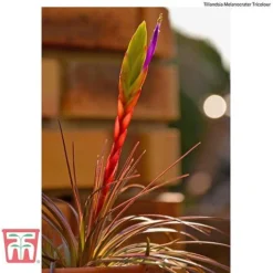 Air Plant Variety Collection -Plants Sales Store AIR KB3490 F2
