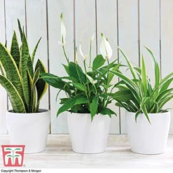 Air Purifying Houseplant Collection -Plants Sales Store AIR kb3599 A