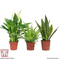 Air Purifying Houseplant Collection -Plants Sales Store AIR kb3599 C