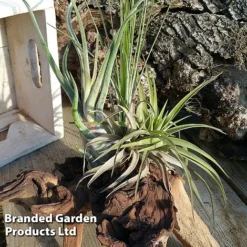 Air Plant On Bog Wood -Plants Sales Store AIRP BOGWOOD4 S45967
