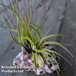 Air Plant Medium Barnacle 5 Air Plant Medium Barnacle -Plants Sales Store AIRP MEDBARNAC S45966