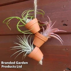 Air Plant Mini Pots On Rope -Plants Sales Store AIRP MINIROPE3 S45969