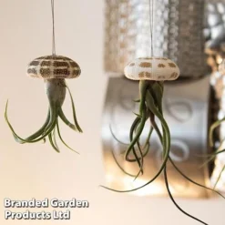 Airplant (Tillandsia) In Sea Urchin -Plants Sales Store AIRP SEAURCH3