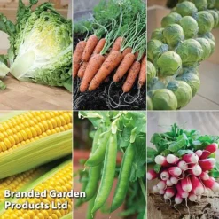 Allotment Seed Collection