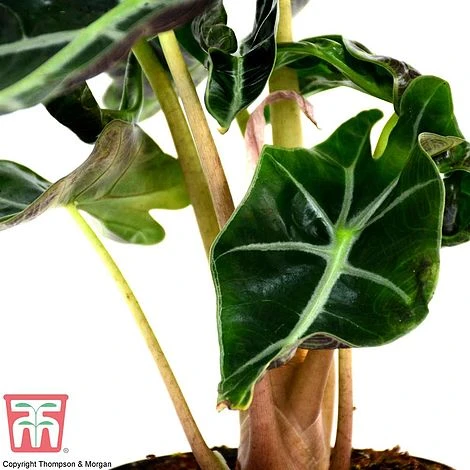 Alocasia X Amazonica 7 Alocasia X Amazonica - Image 7