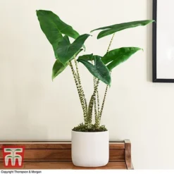 Alocasia Zebrina