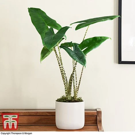 Alocasia Zebrina 1 Alocasia Zebrina