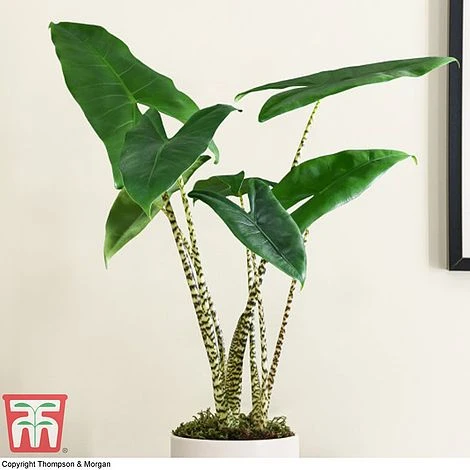 Alocasia Zebrina 2 Alocasia Zebrina - Image 2