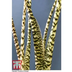 Alocasia Zebrina 8 Alocasia Zebrina -Plants Sales Store ALOC WKB5018 D