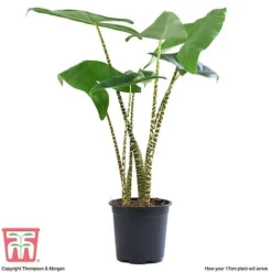 Alocasia Zebrina 9 Alocasia Zebrina -Plants Sales Store ALOC WKB5018 E