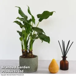 Alocasia Cucullata In Stone Ceramic -Plants Sales Store ALOC CUCULLATA T39658