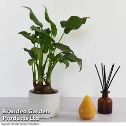 Alocasia Cucullata In Stone Ceramic