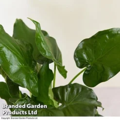 Alocasia Cucullata In Stone Ceramic -Plants Sales Store ALOC CUCULLATA T39662