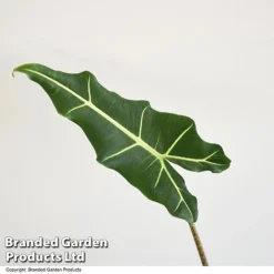 Alocasia 'Sarian' -Plants Sales Store ALOC SARIAN T52118