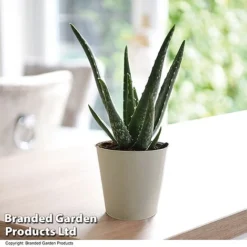 De-humidifying House Plant Collection -Plants Sales Store ALOE VERA10 T08176
