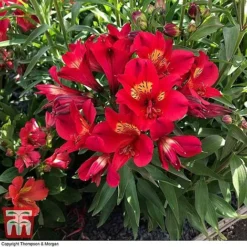 Alstroemeria Summer Trio -Plants Sales Store ALST ka9293 C2