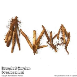 Alstroemeria 'Garden Hybrids' -Plants Sales Store ALST GARDENHYB T45485