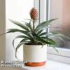 Pineapple Plant 'Rosita'