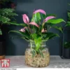 Anthurium Aqua In Sierglass