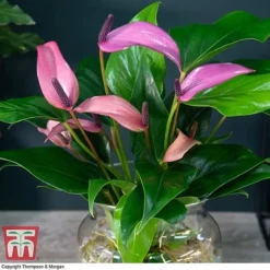 Anthurium Aqua In Sierglass -Plants Sales Store ANTH KB3998 B1