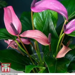 Anthurium Aqua - Gift -Plants Sales Store ANTH KB3998 C11