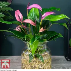 Anthurium Aqua In Sierglass -Plants Sales Store ANTH KB3998 D1