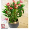 Anthurium 'Million Flower' - Gift