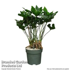 Anthurium 'Arrow' In Hydro Pot -Plants Sales Store ANTH ARROW30CM T506621