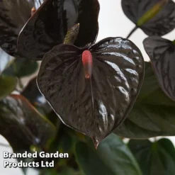 Anthurium 'Black Love' -Plants Sales Store ANTH BLACKLOVE T44474